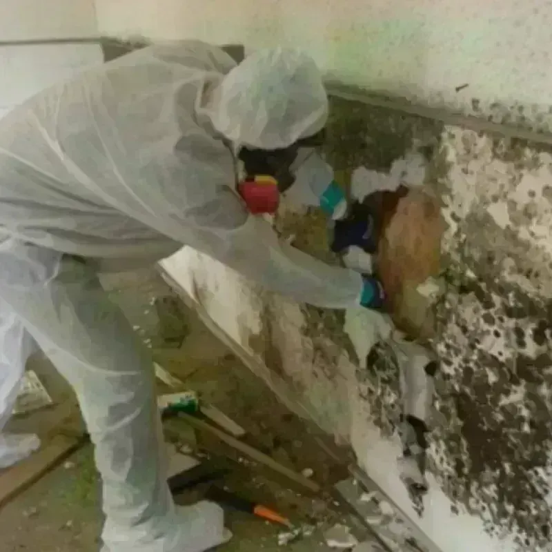 Mold Remediation and Removal in Calverton, NY